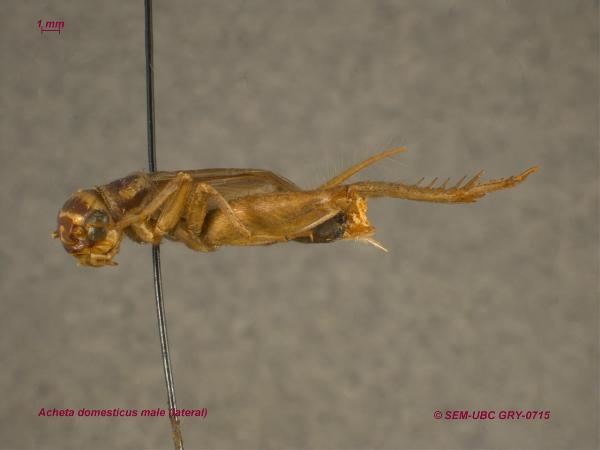 Photo of Acheta domesticus by Spencer Entomological Museum